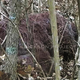 Illustration for article titled New "footage" of Bigfoot emerges
